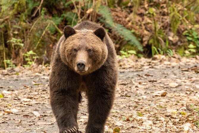 Campbell River, BC: Full Day Grizzly Bear Tour in Toba Inlet - FAQ