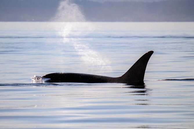 Sunset Zodiac Tour - The Itinerary and Experience Breakdown