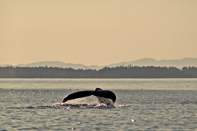 Sunset Zodiac Tour - Practical Details and Considerations