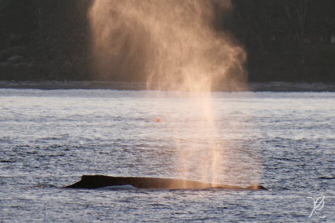 Sunset Zodiac Tour - The Sum Up