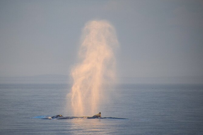 Sunset Zodiac Tour - Who Will Love This Experience?