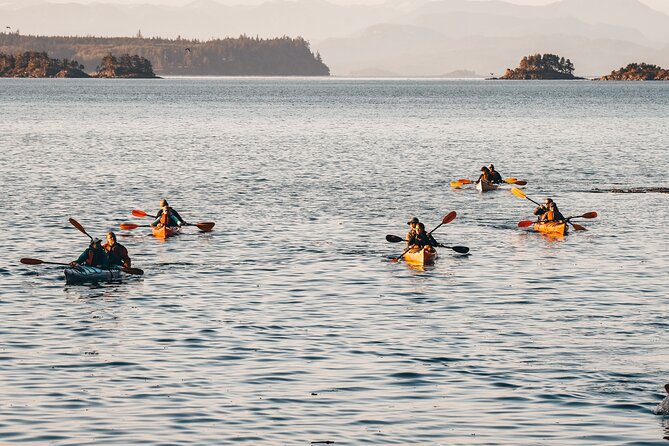 Half-Day Guided Sea Kayaking Adventure in Telegraph Cove - The Experience in Detail