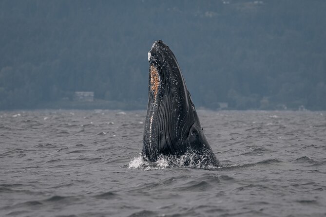 Nanaimo Private Whale Watching - Final Thoughts