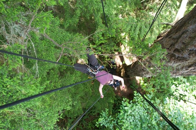 Tree Canopy Climbing on Lopez Island - Why This Tour Offers Great Value
