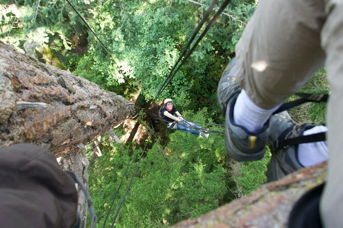 Tree Canopy Climbing on Lopez Island - A Closer Look at the Tree Canopy Climbing Experience