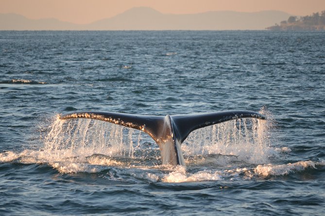Whale Watching from Friday Harbor - Who should consider this tour?