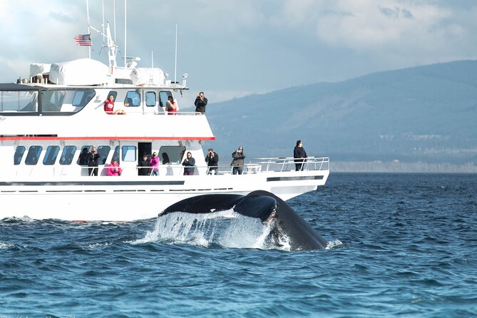 Whale Watching from Friday Harbor - A close-up with orca whales in the San Juan Islands