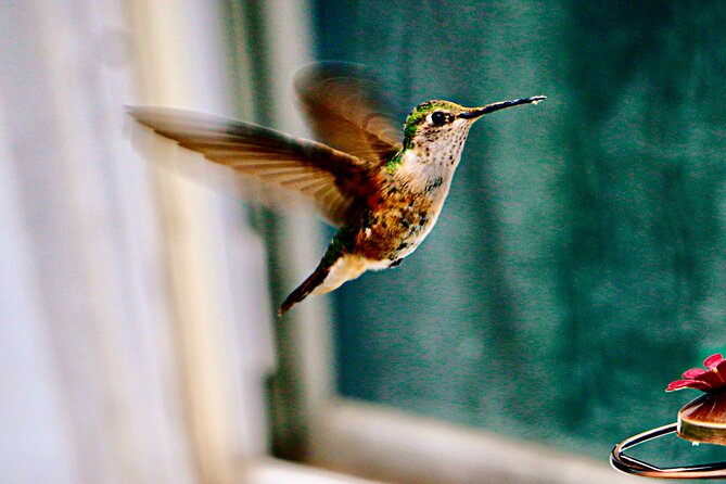 Private Day Tour in Yerette the Home of Hummingbird - Deep Dive: Why This Tour Matters