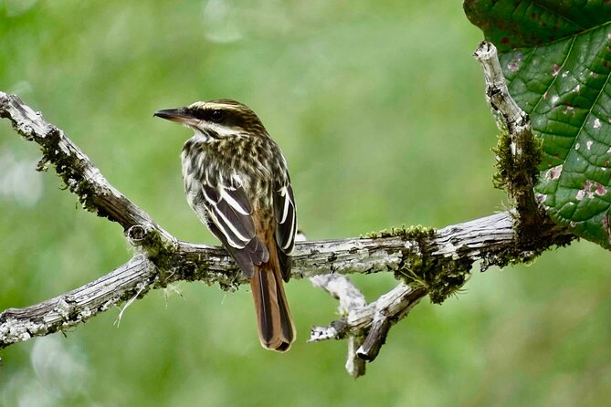 El Suzanne Estate Birding & Nature Reserve Tour - Practical Details & Considerations