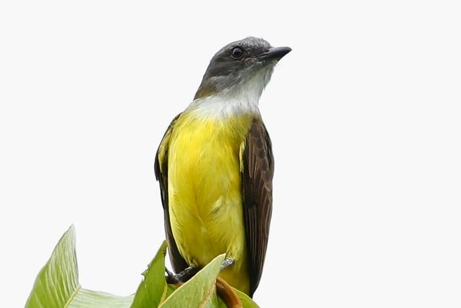 El Suzanne Estate Birding & Nature Reserve Tour - Exploring the Itinerary in Detail