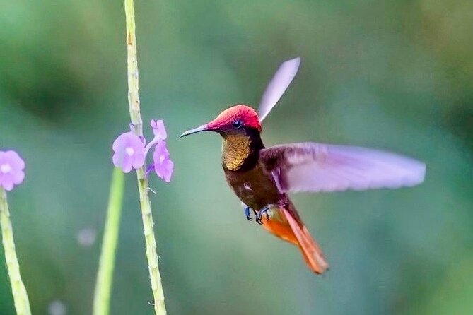 El Suzanne Estate Birding & Nature Reserve Tour - The Sum Up