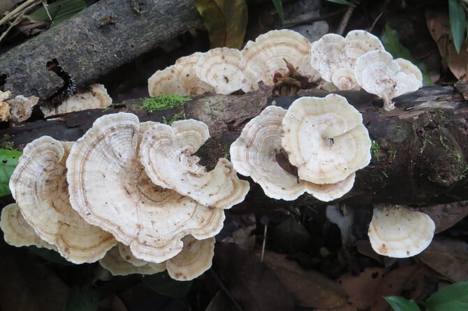 El Suzanne Estate Birding & Nature Reserve Tour - Final Thoughts