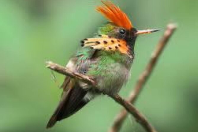 El Suzanne Estate Birding & Nature Reserve Tour - El Suzanne Estate Birding & Nature Reserve Tour: A Natural Escape in Trinidad