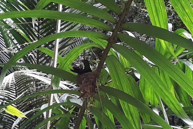 Bird Watching Tours - An In-Depth Look at the Tobago Bird Watching Tour