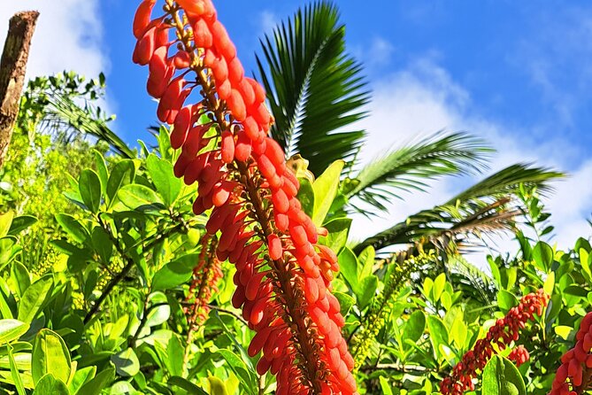 Island Tour (Food and Drinks include) - FAQs