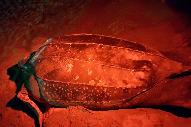 Turtle Watching - Key Points