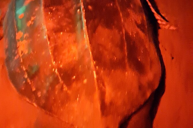 Turtle Watching - The Sum Up: Who Should Consider This Tour?