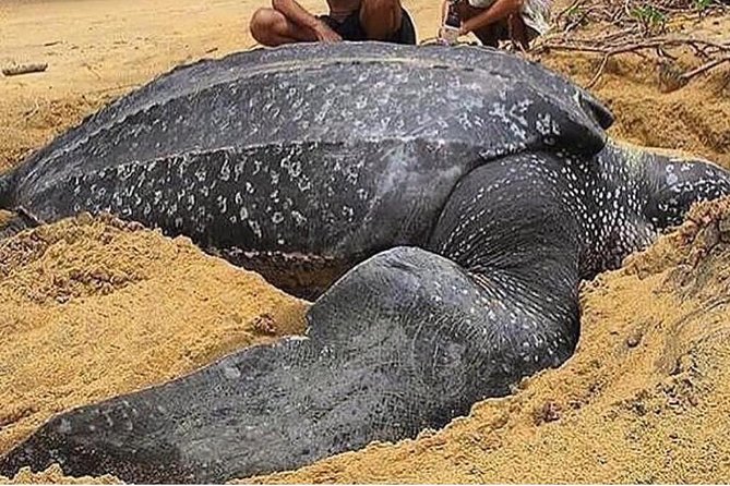 Turtle Watching - Turtle Watching in Tobago: An Up-Close Encounter with Marine Giants