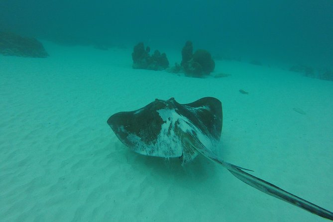 Buccoo Reef and Nylon Pool Adventure - Frequently Asked Questions