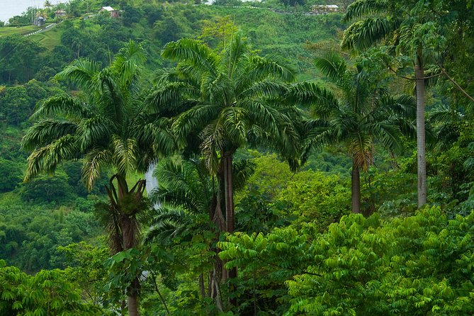 Rainforest Tour - Experience the Heart of Tobago’s Rainforest