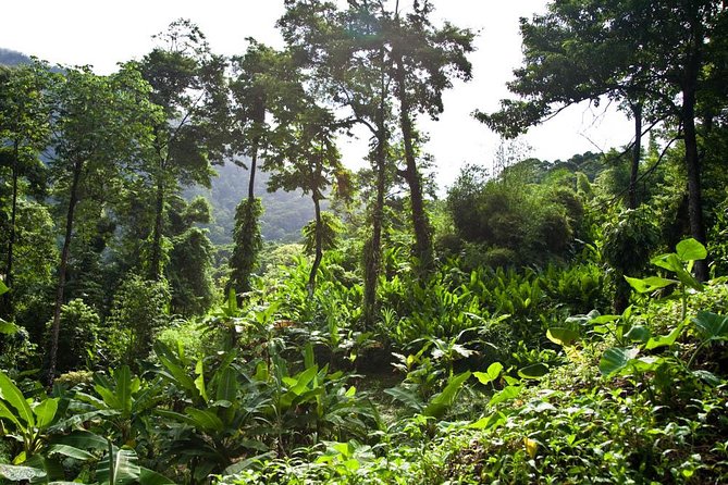 Discover the Rainforest - What the Tour Promises