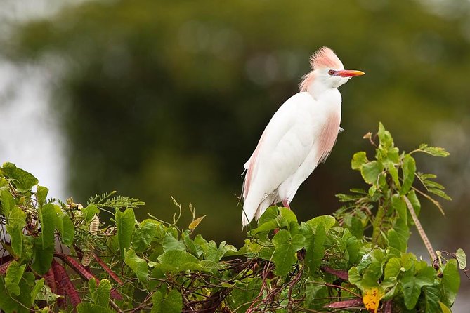 Discover the Rainforest - The Value for Price