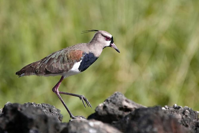 Discover the Rainforest - The Sum Up: Is It Worth It?