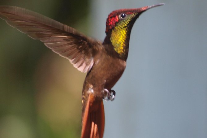 Argyle Waterfall with Adventure Farm - Exploring Tobago’s Natural Gems in Detail