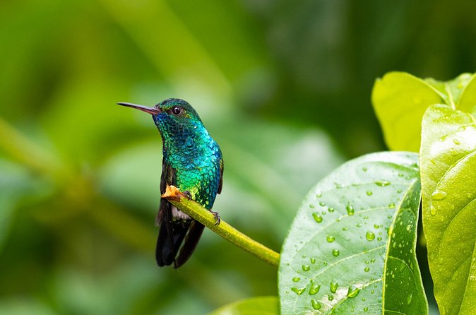 Private Tour Full Island Tobago - Final Thoughts: Is This Tour Worth It?