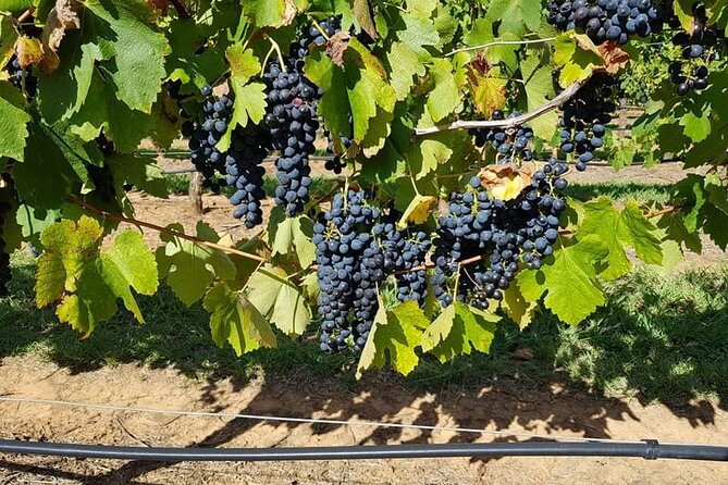 Full Day Private Wine Tour Exclusively Tailored To Suit You - Who Will Love This Tour?