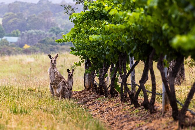 Fully Private and Customisable Hunter Valley Wine Tour - Authentic Insights from Reviews