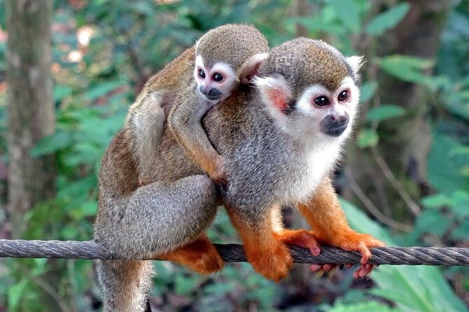 Monkey Enconter & Zip line Adventure - What’s Included and What to Expect