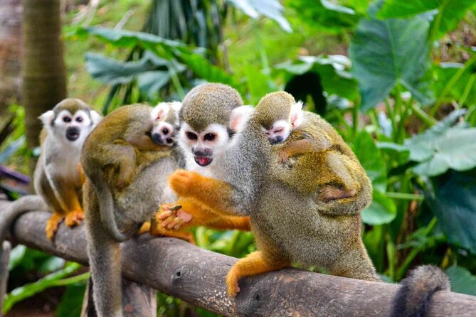 Monkey Enconter & Zip line Adventure - FAQ