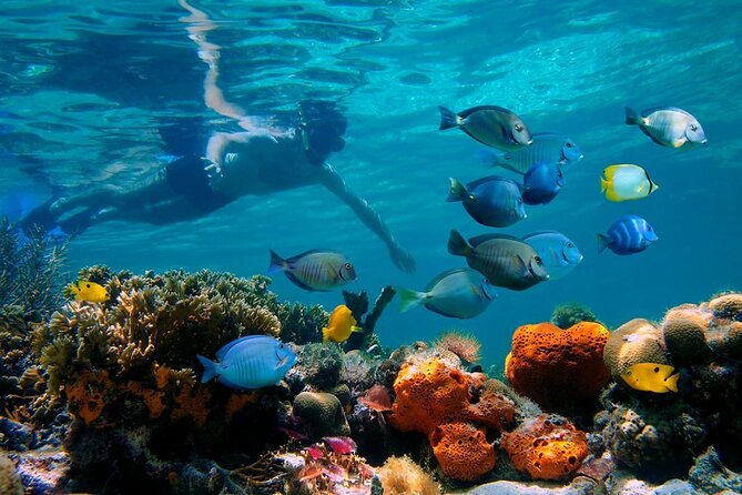 Short Excursion 4-Hour Party Catamaran and Snorkeling - Who Will Love This Tour?