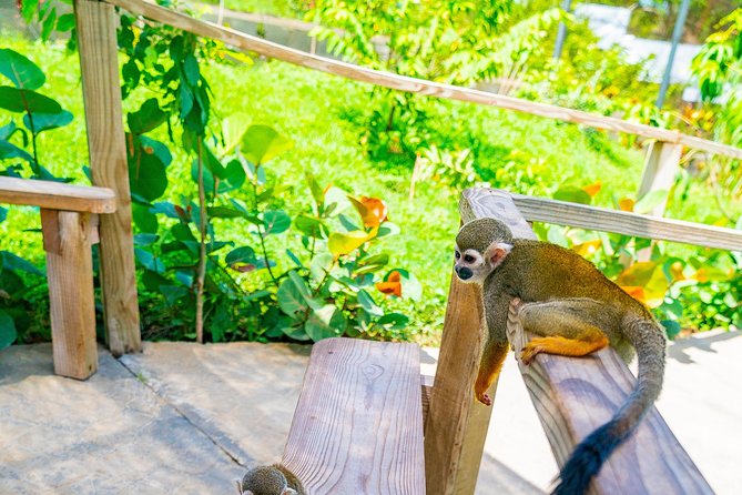 Monkeyland Puerto Plata - Final Thoughts: Who Will Love Monkeyland Puerto Plata?