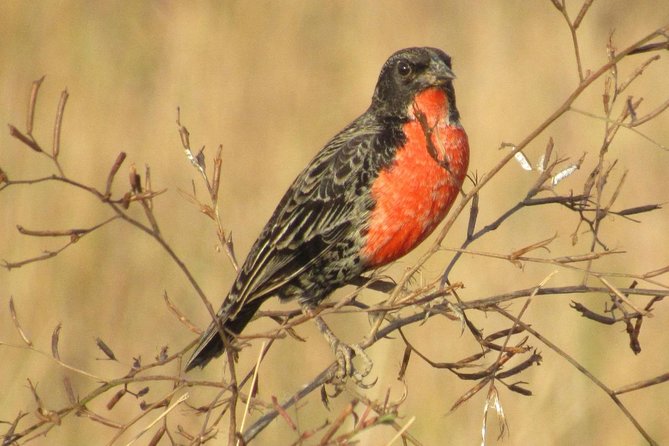 Birding Pipeline Road from Panama City or Gamboa - Who Should Consider This Tour?