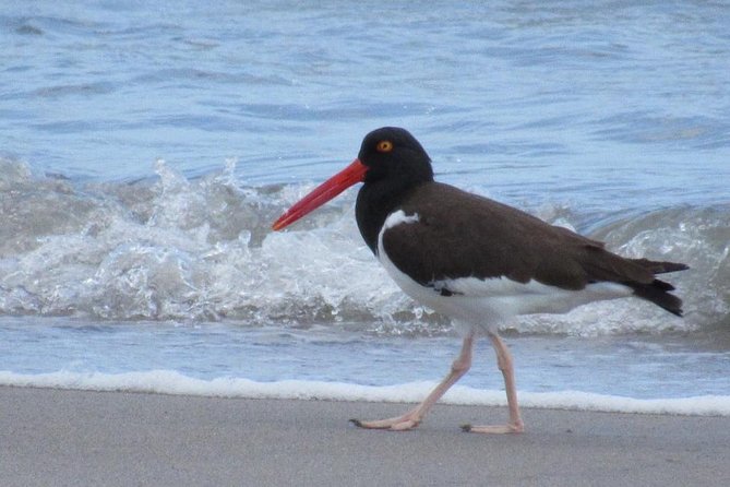 Birding Pipeline Road from Panama City or Gamboa - FAQs