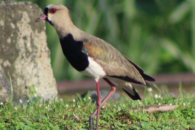 Birding Pipeline Road from Panama City or Gamboa - The Sum Up: Is It Worth It?