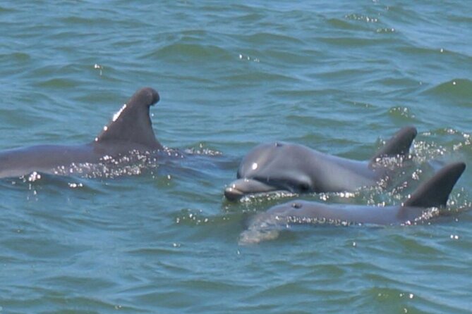 Vanishing Mile Isle Beachcomber Tour - Practical Details That Matter