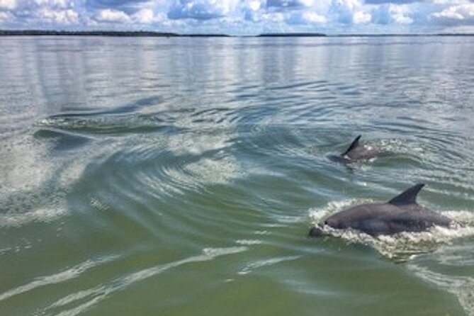 Private Hilton Head Dolphin Tour - Final Thoughts: Is This the Right Tour for You?