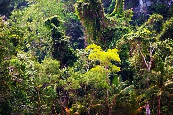 Los Haitises National Park private boat trip Caves and Mangrooves - In-Depth Review of the Los Haitises Boat Tour