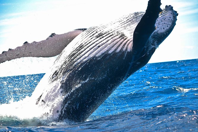 Samaná Whale Watching + Cayo Levantado (Bacardi Island). - Authentic Perspectives from Travelers
