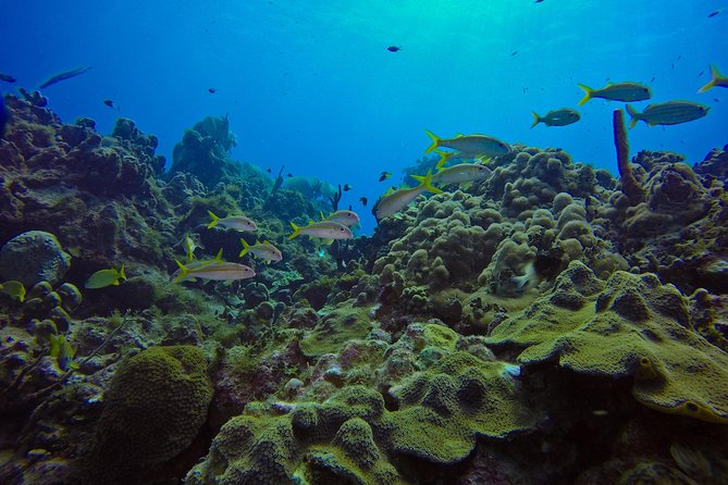 Full-Day Catalina Island Scuba Diving Tour from La Romana - Final Thoughts: Is It Worth It?