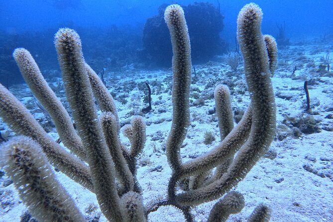 Snorkel trip + natural pool Bávaro - Is This Tour Worth It?