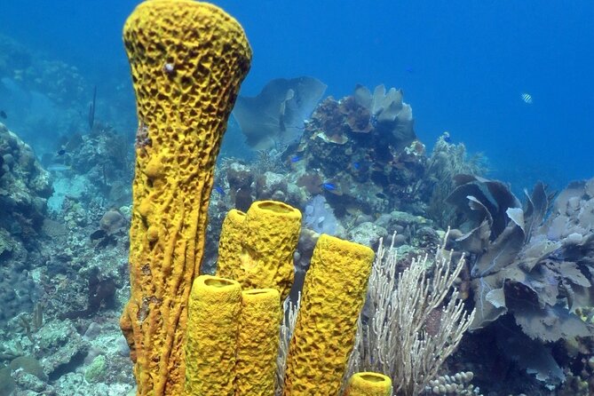 Fantastic Catalina island, beach and depth - FAQ