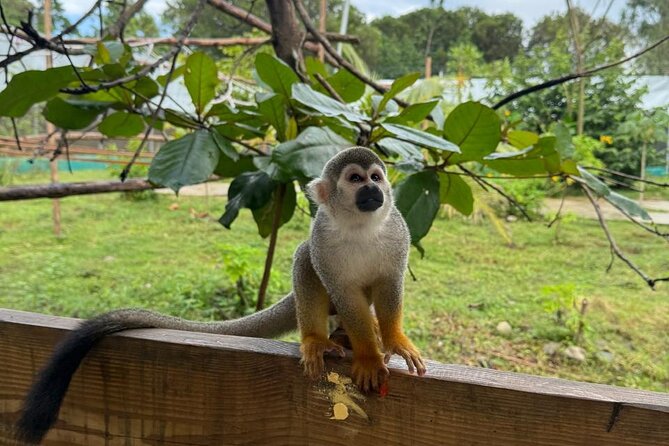 Monkey Encounter and Zip Line Tour from Amber Cove and Taino Bay - Key Points