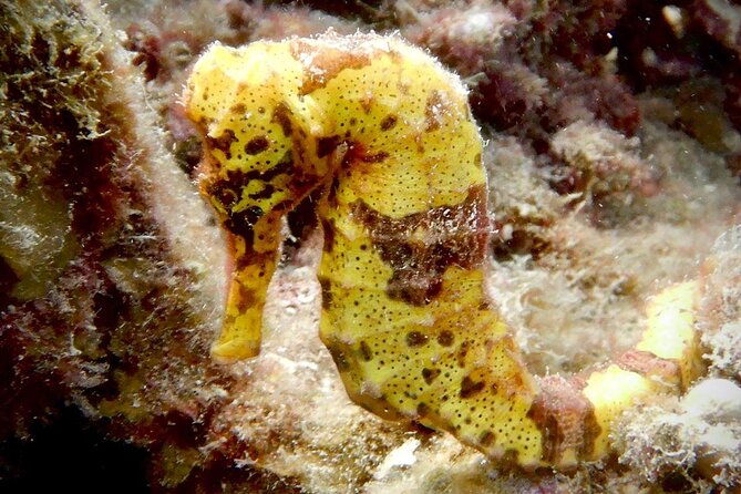 Diving for Certified Divers, 2 Tanks Sosúa Bay - Key Points