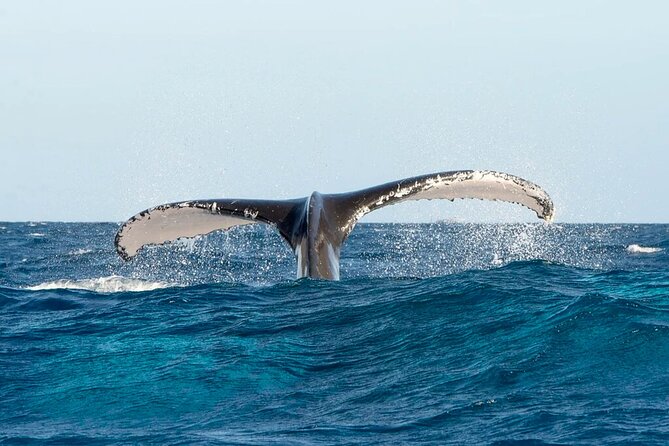 Whale Watching in Samaná Bay + Bacardi Island Beach- Full DayTrip - FAQ