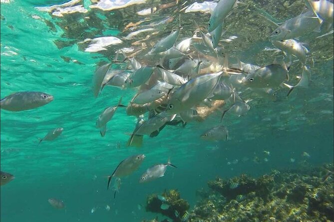 Catamaran and Snorkeling Party with Drink Included in Punta Cana - Frequently Asked Questions (FAQs)