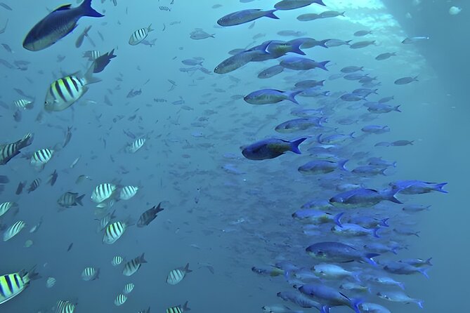 Saône Island with Semi Underwater and Snorkeling from Santo Domingo - Who Will Love This Tour?